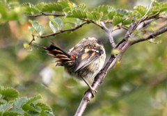 Aphrastura spinicauda