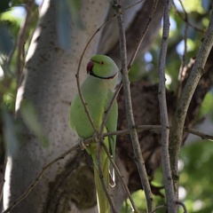 Psittacula krameri
