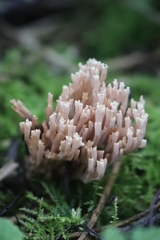 Artomyces pyxidatus