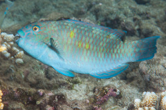 Chlorurus enneacanthus