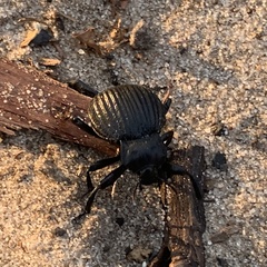 Gonopus