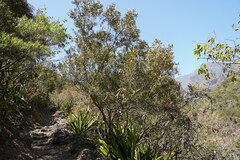 Olea europaea cuspidata