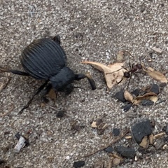 Gonopus