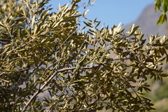 Olea europaea cuspidata