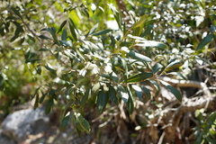 Olea europaea cuspidata
