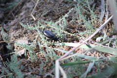 Eleodes armata