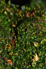 Fissidens