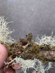 Pseudocyphellaria citrina