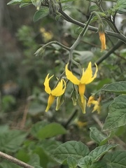 Solanum pimpinellifolium
