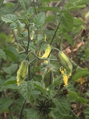Solanum pimpinellifolium