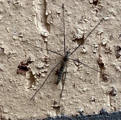 Tipula pagana
