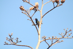 Cynanthus doubledayi