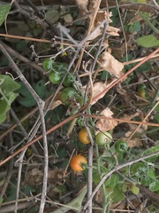 Solanum pimpinellifolium