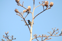 Cynanthus doubledayi