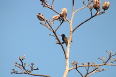 Cynanthus doubledayi