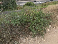 Solanum pimpinellifolium