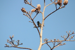 Cynanthus doubledayi