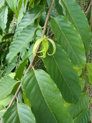 Cananga
