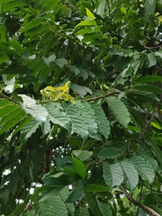 Cananga