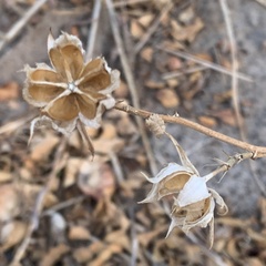 Malvaceae