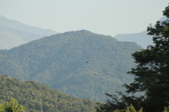 Patagioenas flavirostris