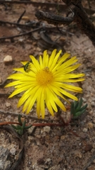Lampranthus reptans