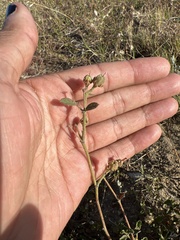 Hermannia multiflora