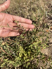 Hermannia multiflora