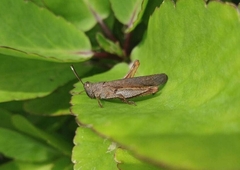 Coptacrinae