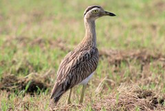 Burhinus bistriatus