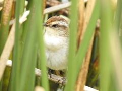 Phleocryptes melanops