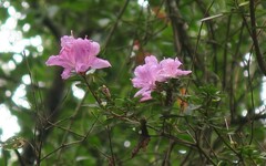 Rhododendron noriakianum