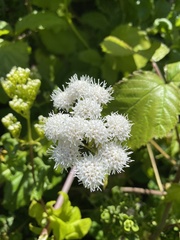 Ageratina glechonophylla
