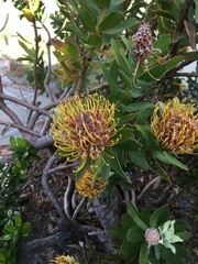 Leucospermum × hybridum