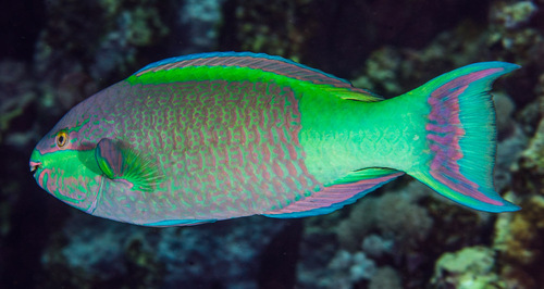 Sixband Parrotfish