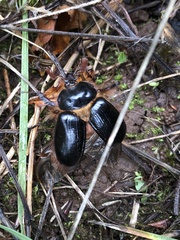 Pleocoma dubitabilis dubitabilis