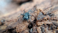 Nemastoma bimaculatum