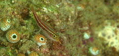 Helcogramma striata
