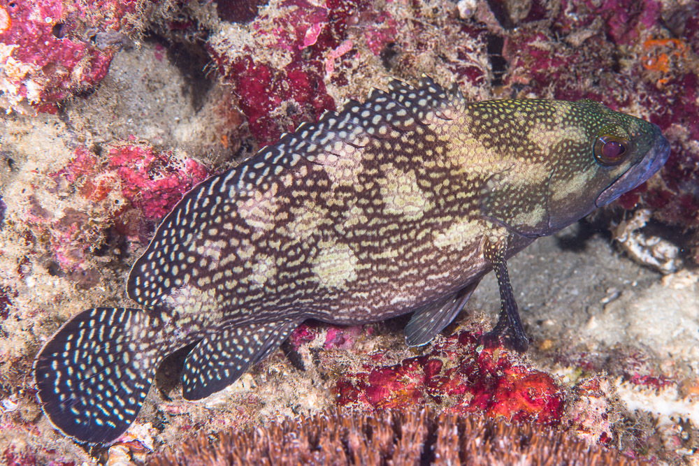 White-Streaked Grouper