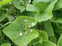 Brunnera sibirica