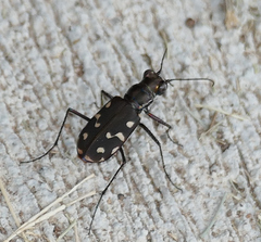 Cicindela sedecimpunctata
