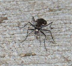 Cicindela sedecimpunctata