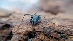 Nemastoma bimaculatum