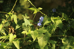 Jacquemontia evolvuloides