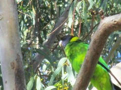 Barnardius zonarius semitorquatus
