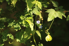 Jacquemontia evolvuloides