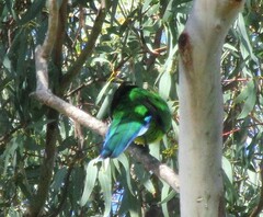 Barnardius zonarius semitorquatus