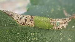 Phyllonorycter schreberella