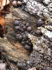 Lycogala flavofuscum