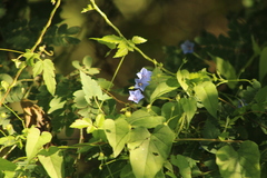 Jacquemontia evolvuloides